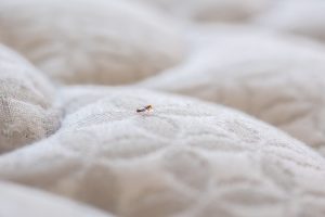 Punaise de lit dans un logement à Lyon traitée par SANI SUPPORT
