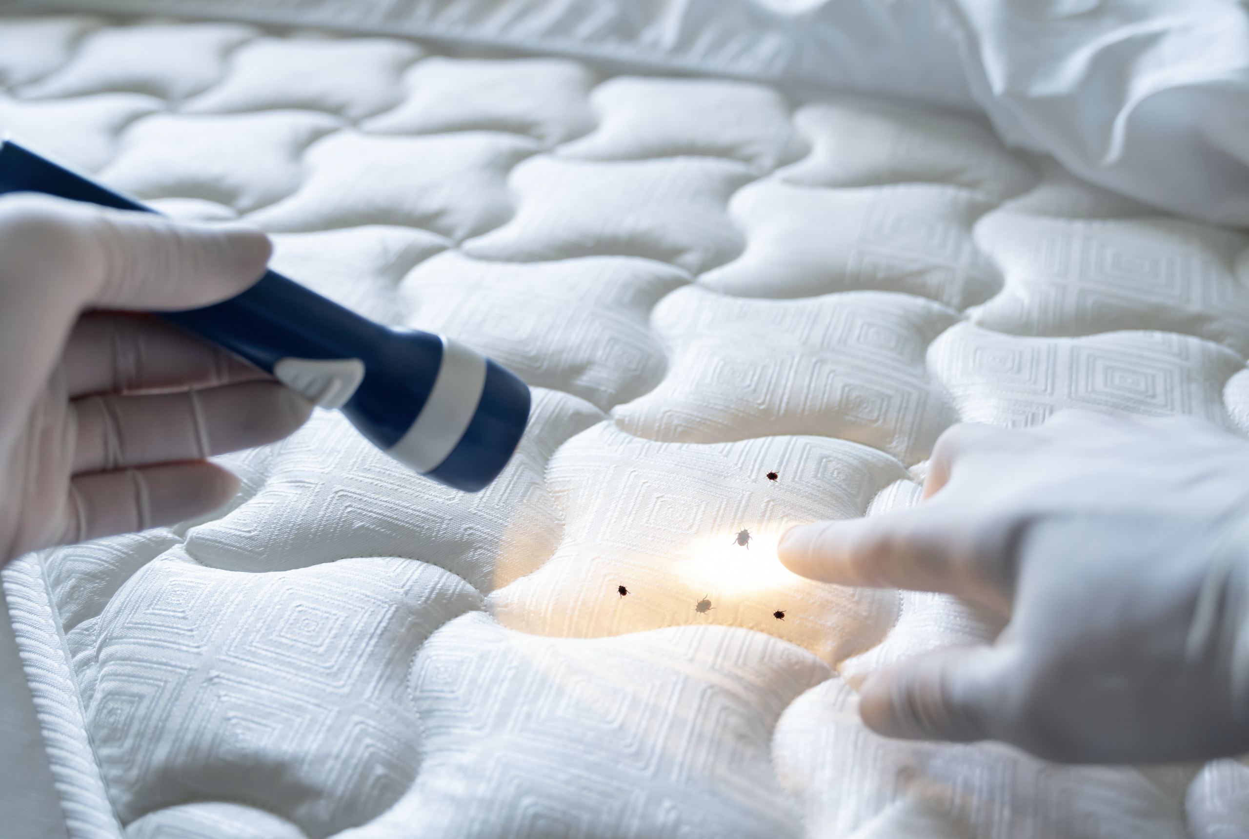 traitement-punaises-lyon-sanisupport